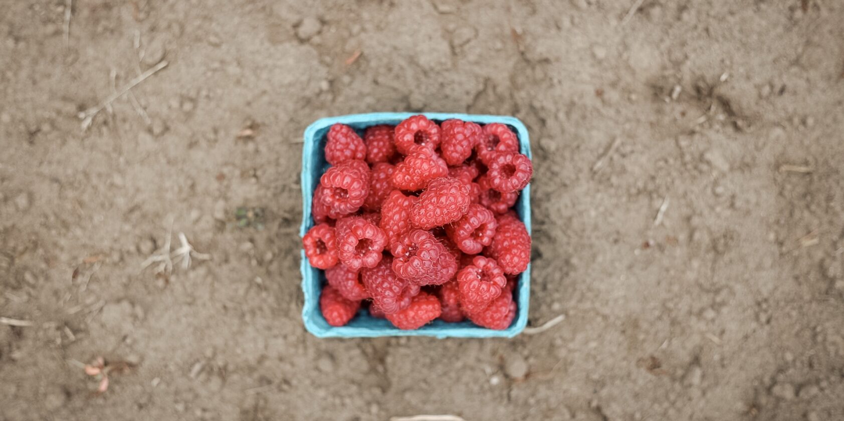 Raspberries At Boxx