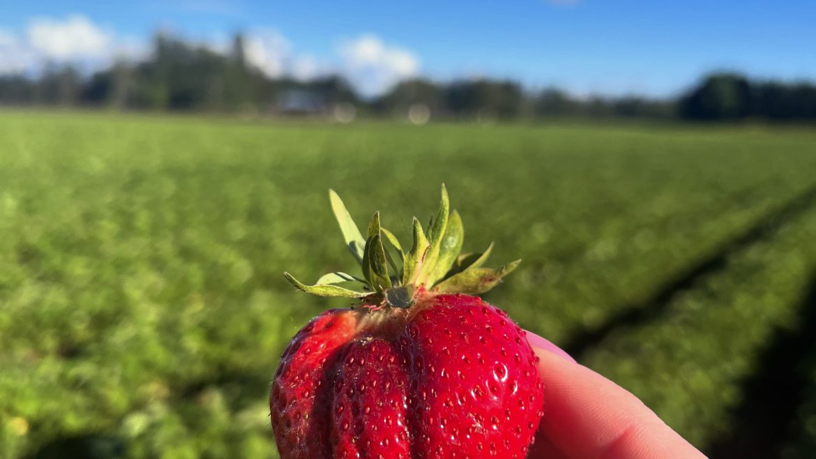 Strawberries Coming Soon – May 30, 2024