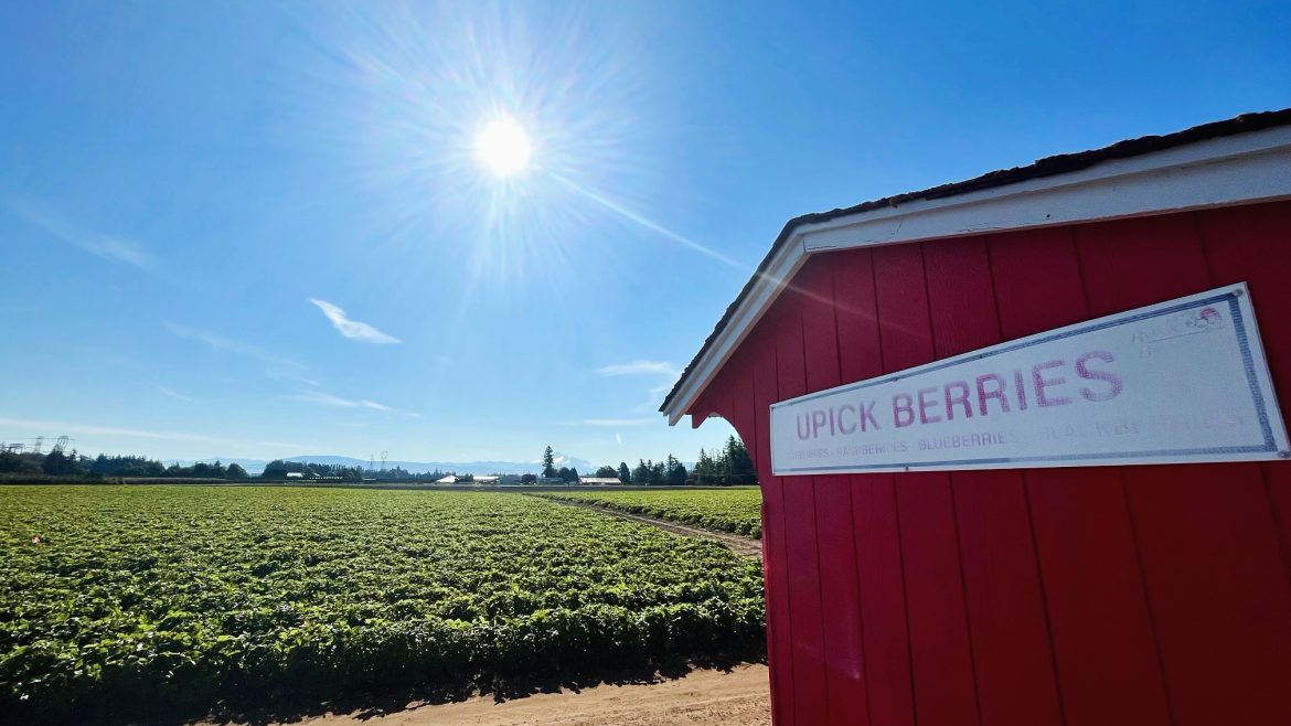 Upick Strawberries-June 19, 2024