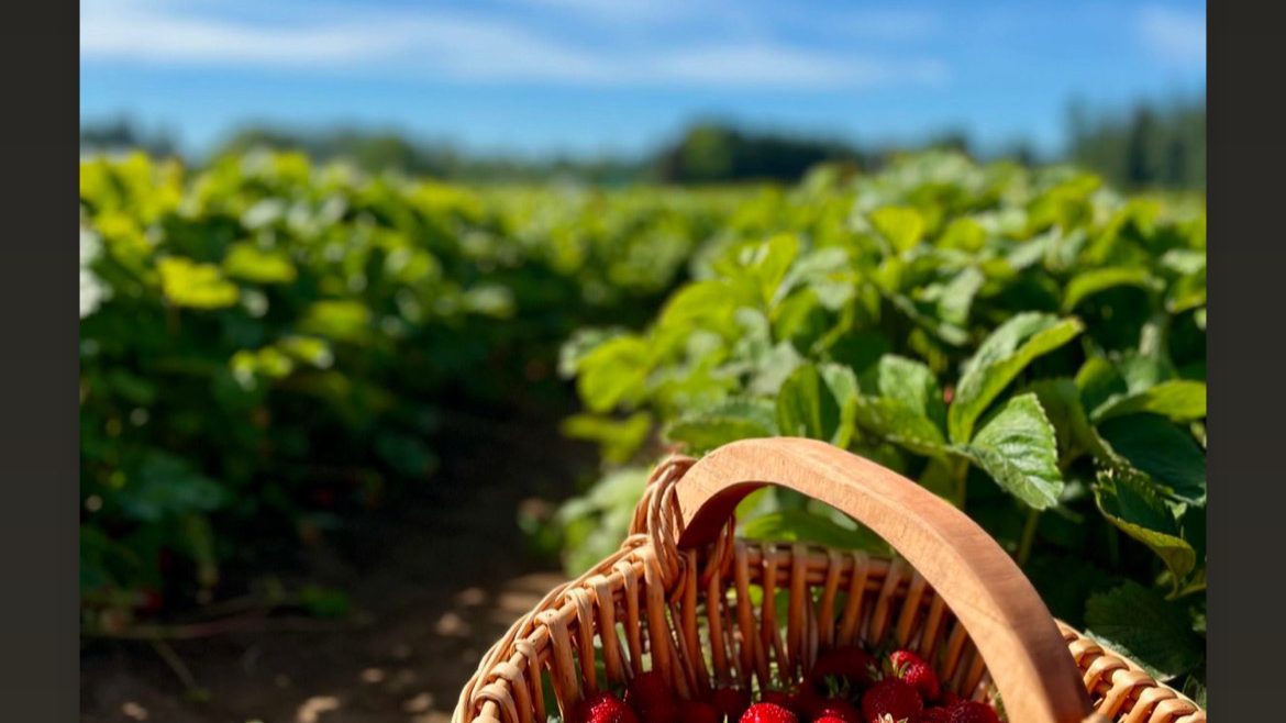 Strawberry Upick…end of season coming!