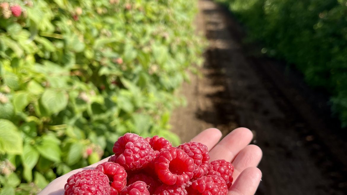 Upick Raspberries Open