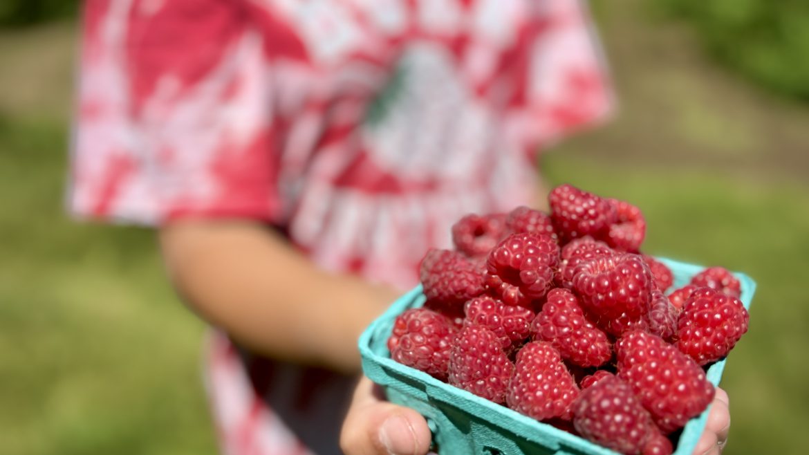 Raspberry Season is Here – 7/12/2024