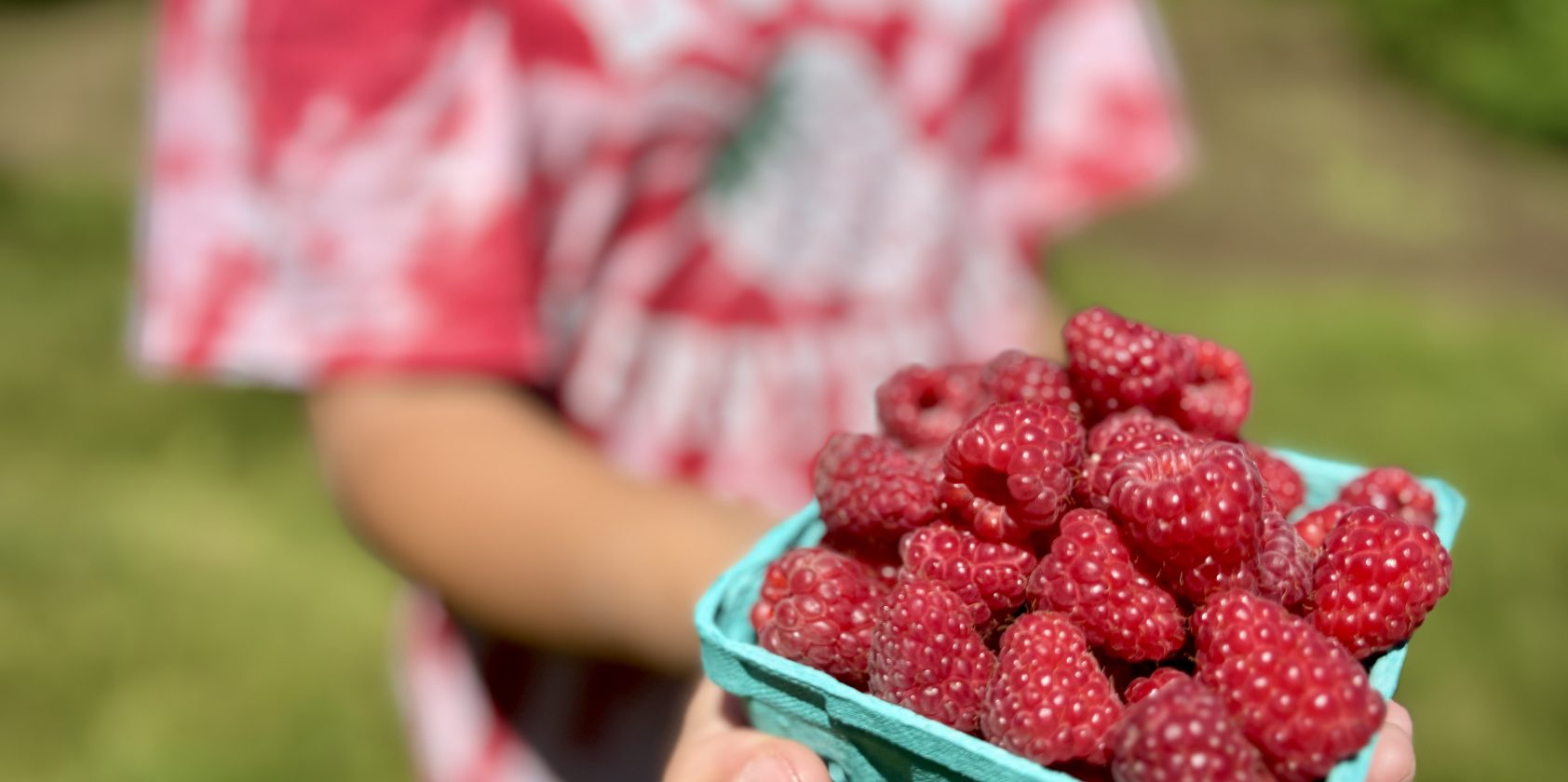 Raspberry Season is Here – 7/12/2024