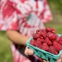 Raspberry Season is Here – 7/12/2024