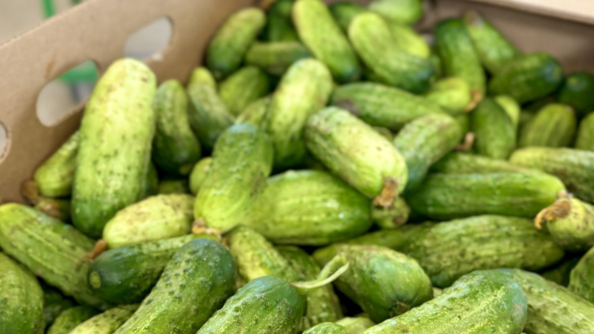 Cucumbers – 7/18/2024