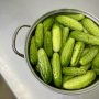 Cucumbers…Almost Done for Season 8/18/24