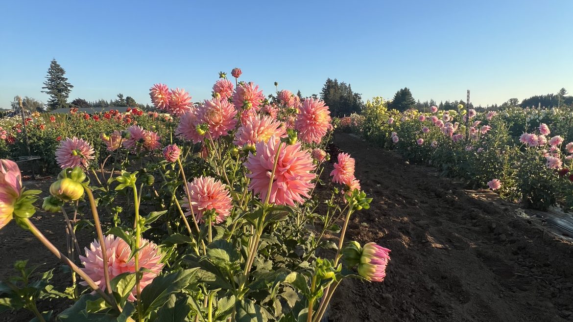 Flower Upick 9/7/2024