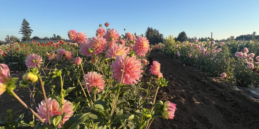 Flower Upick 9/7/2024